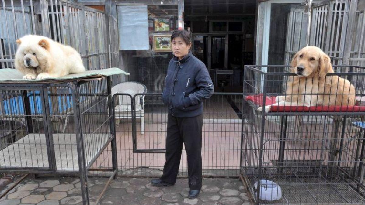 Unos perros esperan un dueño en un mercado de mascotas de una ciudad china.-EFE / WEITAO TIAN