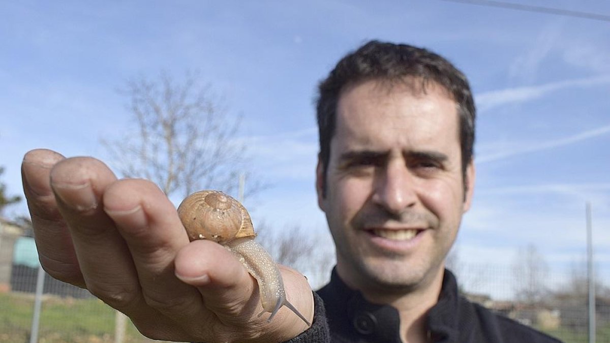 Un ejemplar de caracol sobre la mano de Jorge Benito en la explotación de Hélix Zamarro en Ciudad Rodrigo.-