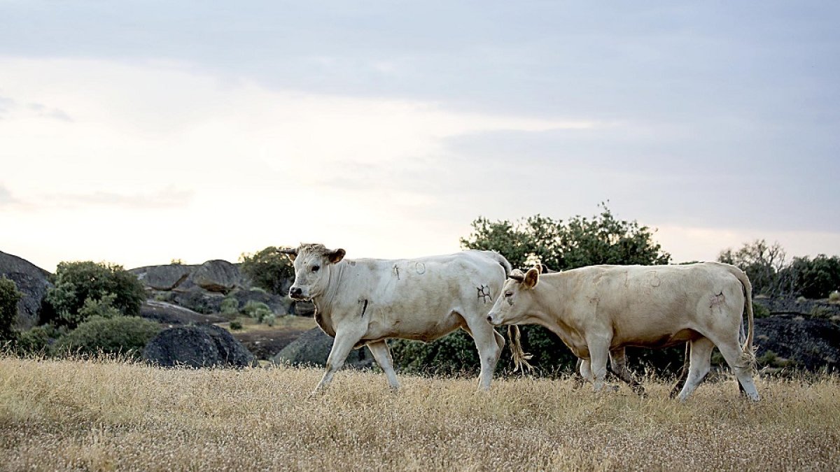 Explotación de vacuno de carne en la localidad salmantina de Cubo de Don Sancho. David Arranz / ICAL