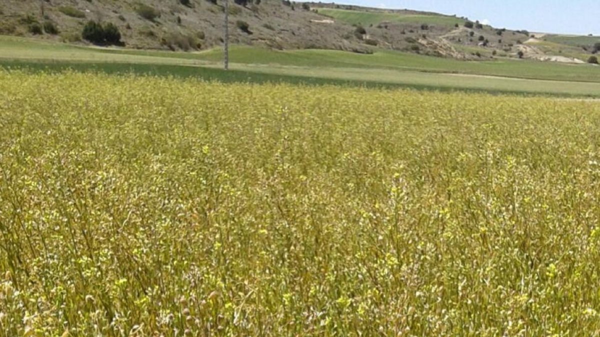 Las parcelas de camelina en la comarca del Arlanza presentaban este saludable aspecto durante la campaña pasada. Sin embargo, el grano sufrió daños importantes.-M.A.S.