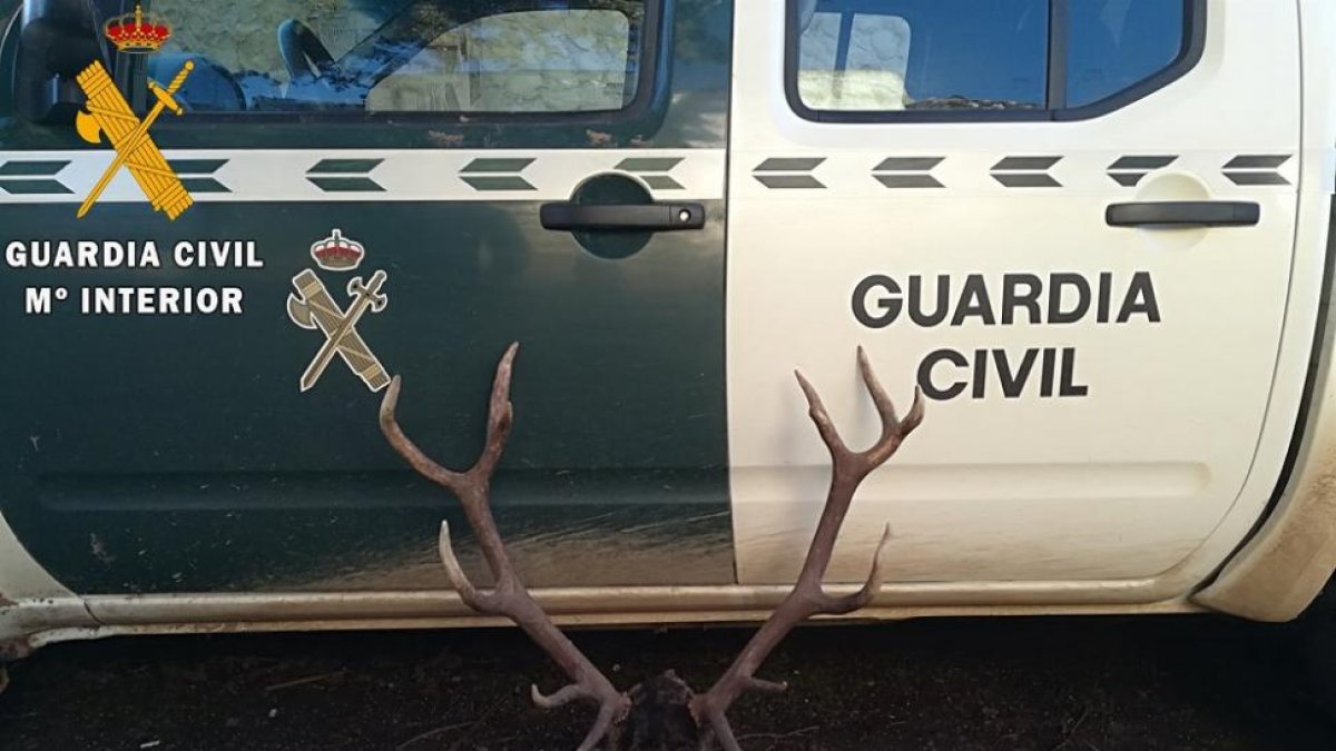 Cabeza de ciervo incautada por la Guardia Civil.-EUROPA PRESS