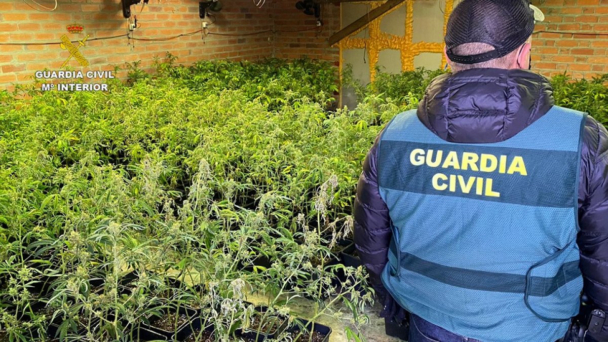 La plantación de marihuana desmantelada por la Guardia Civil en la nave de Villacid. E.M.