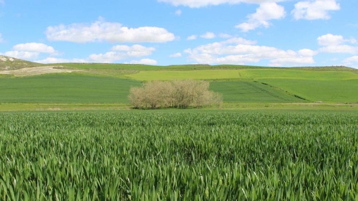 Campo de cereal con un buen desarrollo del cultivo en las inmediaciones de la localidad zamorana de Toro.-M. C.