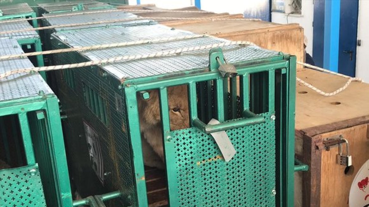 Los animales del zoo de la ciudad de Rafah durante su traslado a Jordania.-EFE/ COGAT