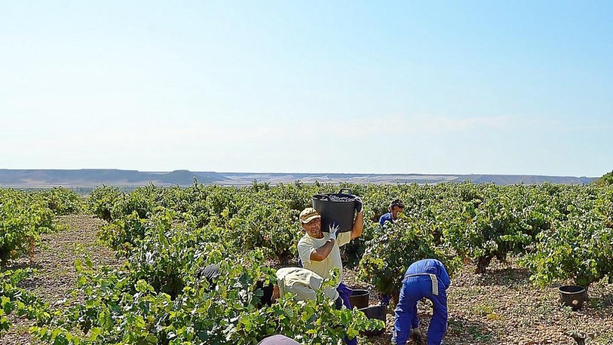 Los vendimiadores recogen la uva en Cigales.-EL MUNDO