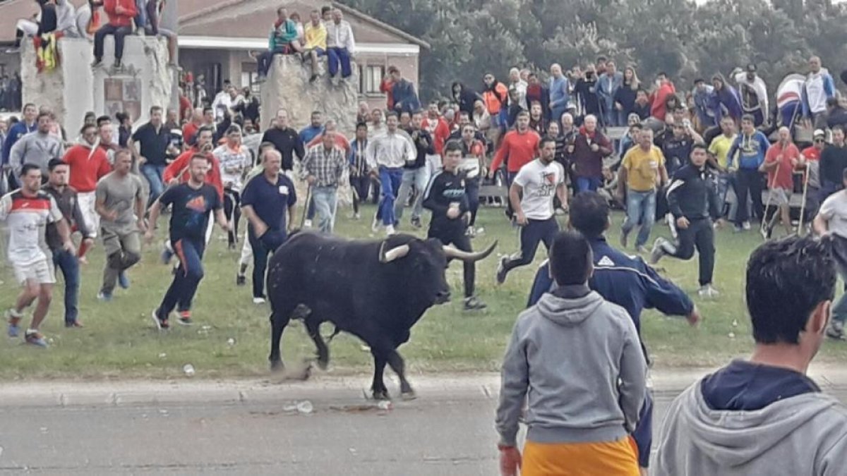 'Pelado' durante la celebración del Toro de la Peña-EL MUNDO