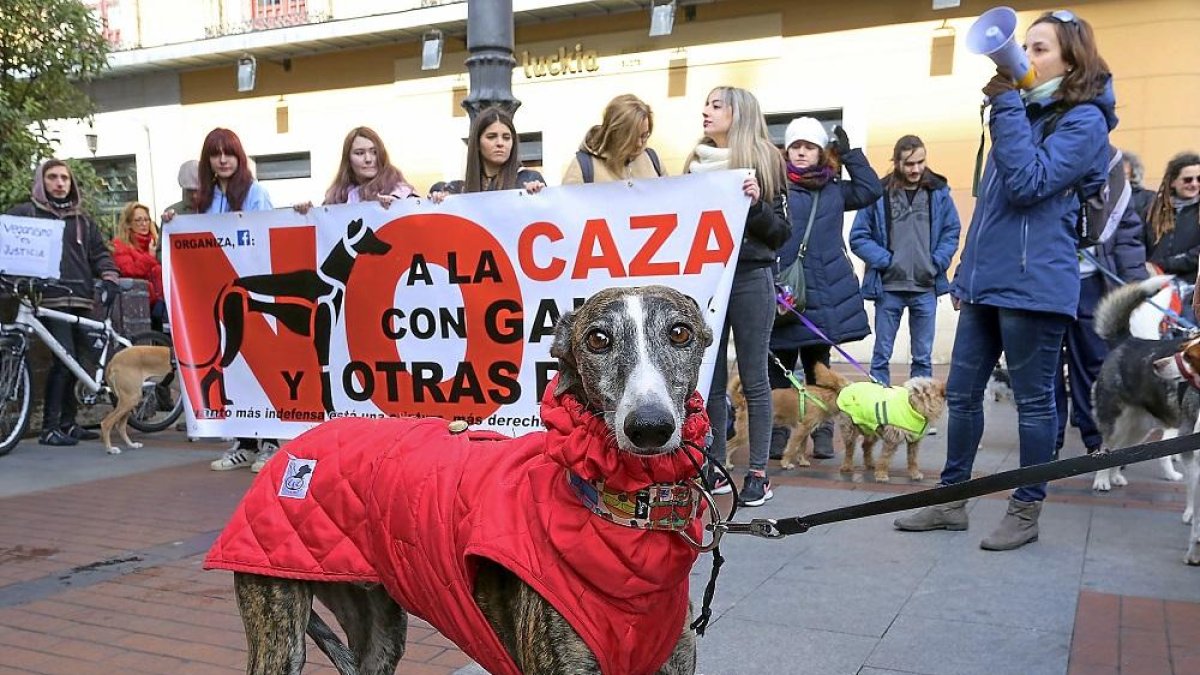 Un galgo de uno de los manifestantes delante de la pancarta de la concentración.-ICAL