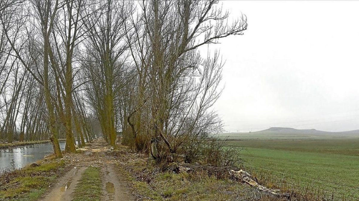 Camino de sirga del Canal de Castilla donde la CHD ha efectuado cortas de chopos por mantenimiento del tramo.-EL MUNDO