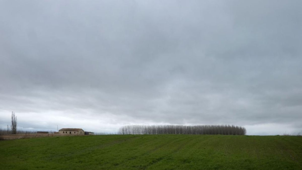 Campo de trigo en una parcela agrícola en el término municipal de Vaverdón (Salamanca).-ENRIQUE CARRASCAL
