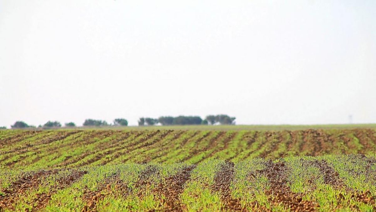 Campo de cereal recien nacido en la zona de Medina de Rioseco, en Valladolid.-E.M.