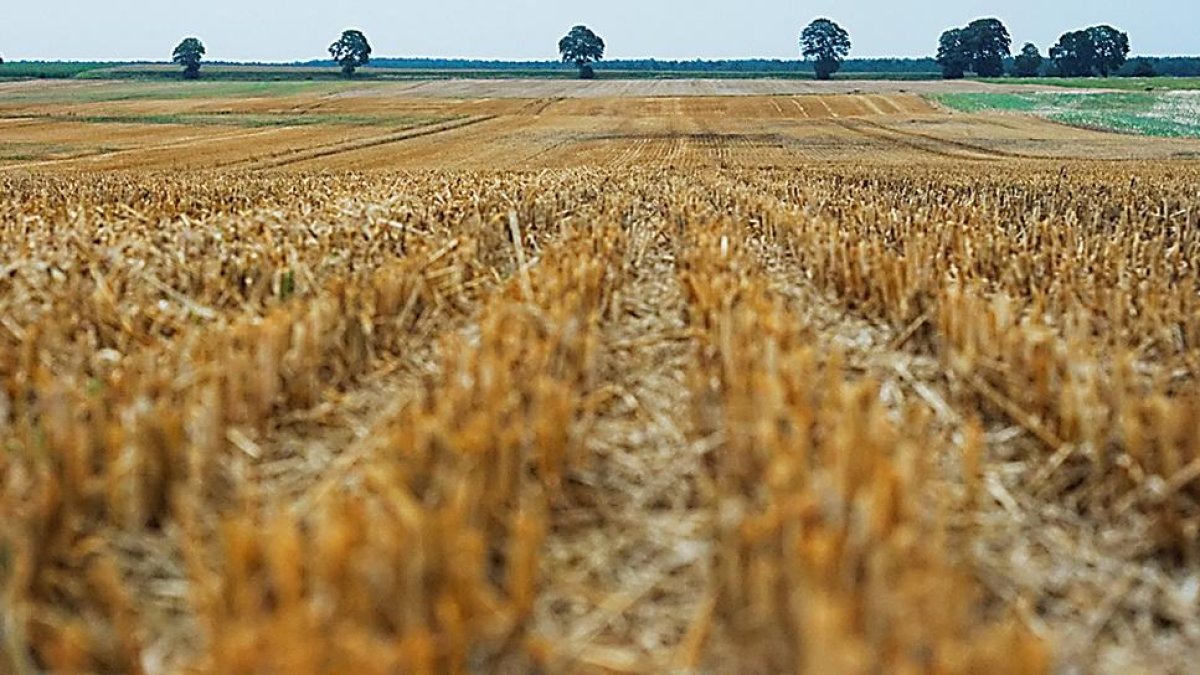 Parcela agrícola de grandes dimensiones destinada a varios cultivos en la provincia de Burgos.-ECB