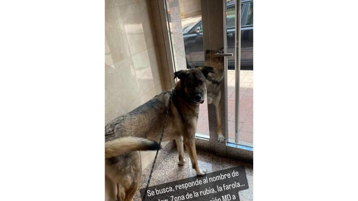 Shadow, perro desaparecido tras la explosión de la calle Goya.- TWITTER KARCHAN