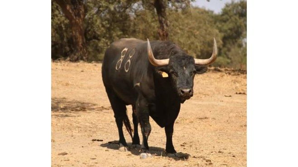 Manjar, el Toro de la Vega en Tordesillas.- E. M.