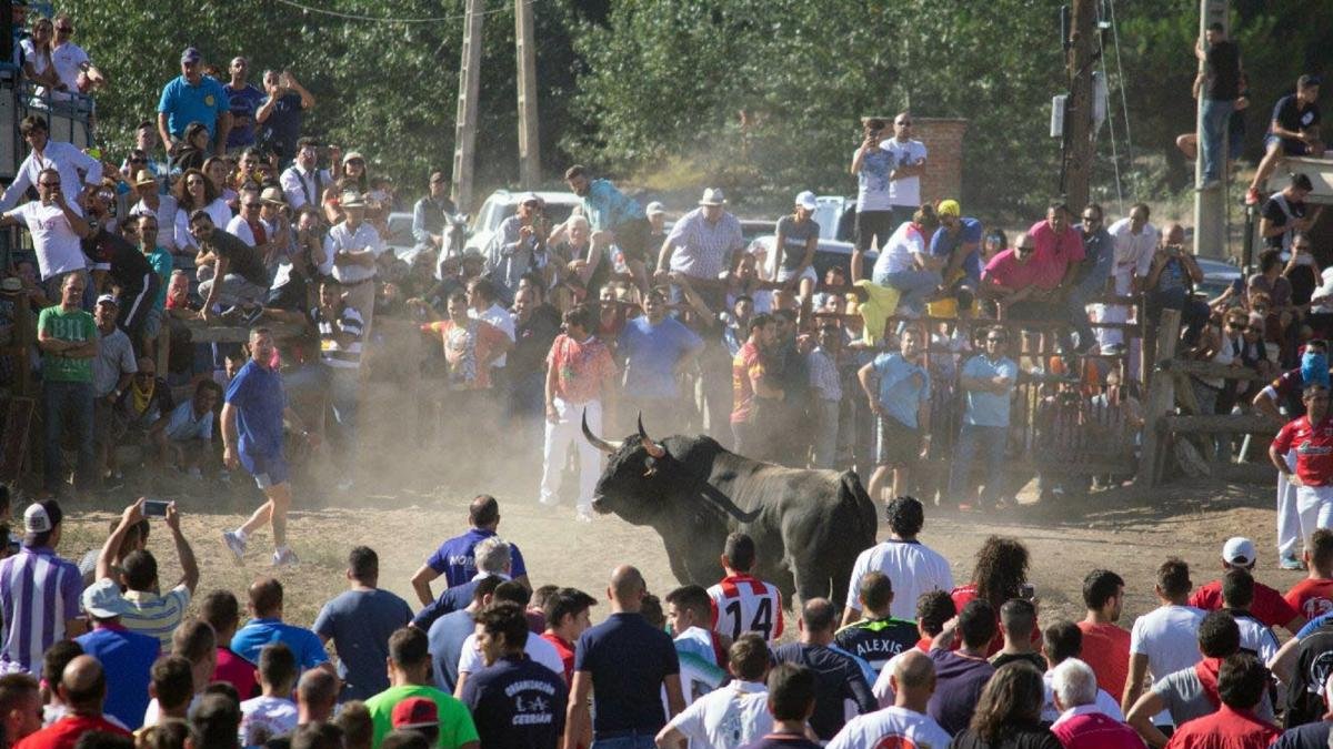 Celebración del festejo del Toro de la Vega de Tordesillas.-R. VALTERO / ICAL