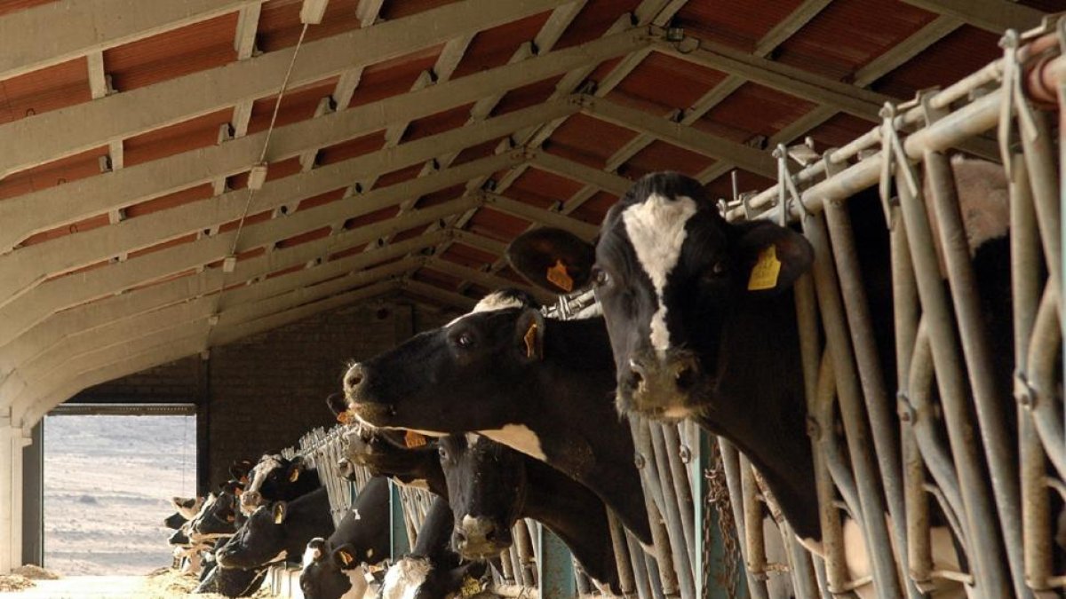 Vacas lecheras de una explotación soriana.-ÁLVARO MARTÍNEZ