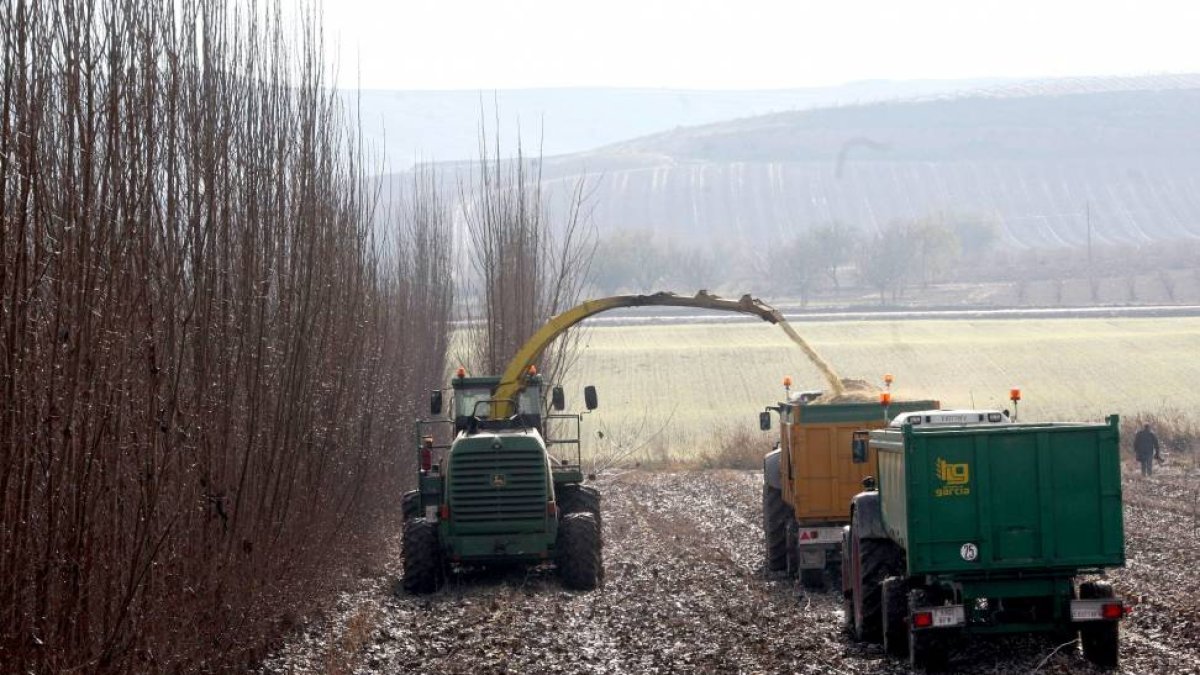 Corta y acopio de la plantación de cultivo energético del proyecto Lignocrop, iniciativa pionera en el ámbito de la biomasa que se inició en la primavera de 2011 en Peñafiel (Valladolid) por parte de Iberdrola-Ical