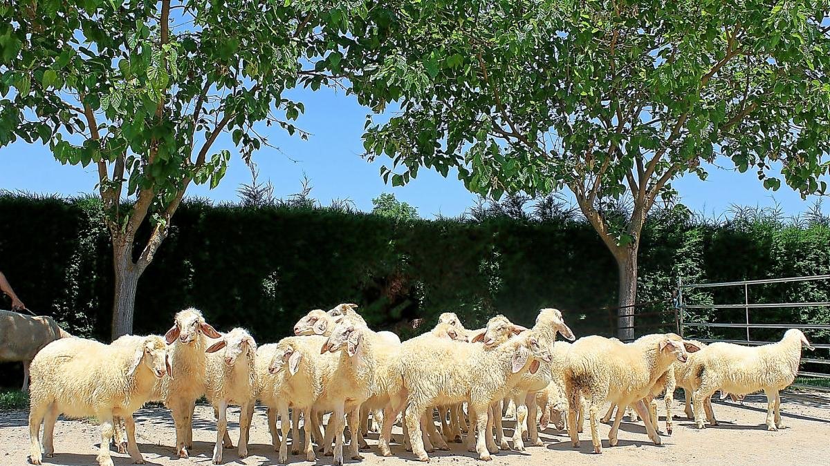 Animales nacidos en Ovigen por transferencia de embriones.-OVIGEN