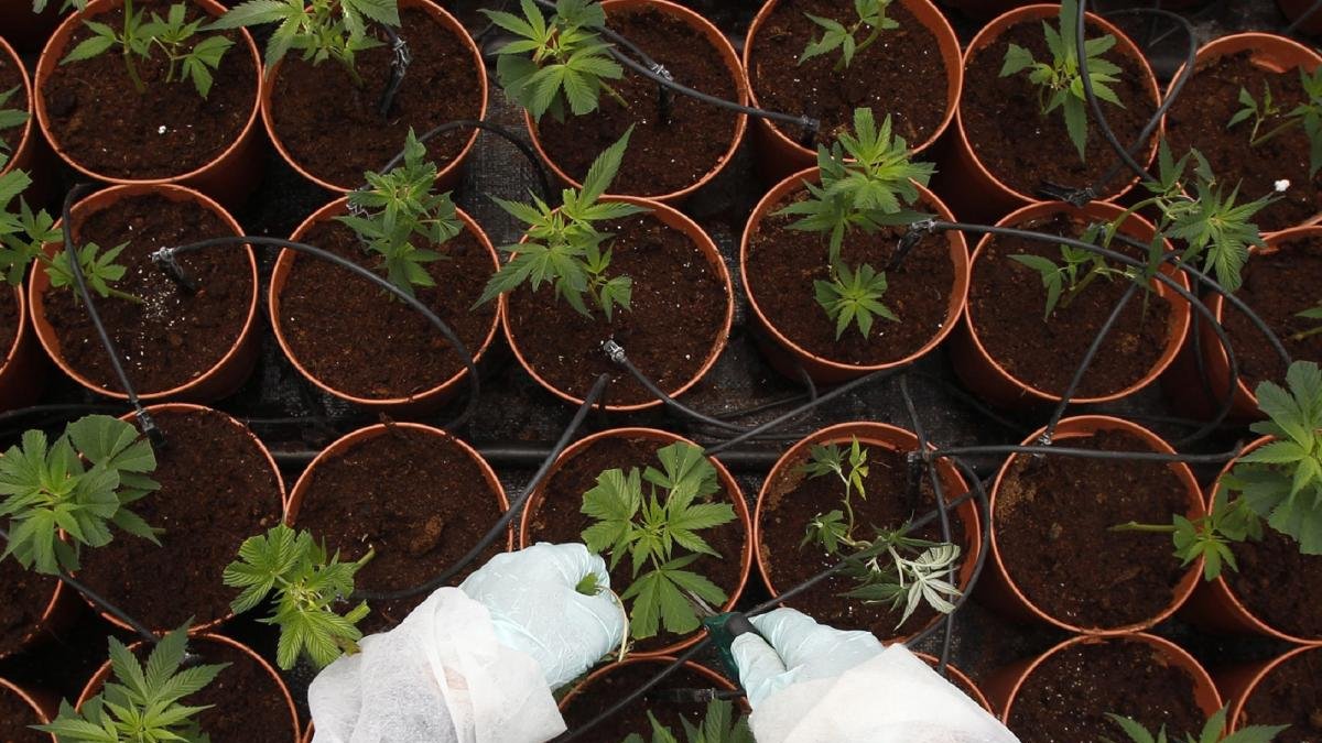 Imagen de archivo de una plantación de cannabis.-EL MUNDO