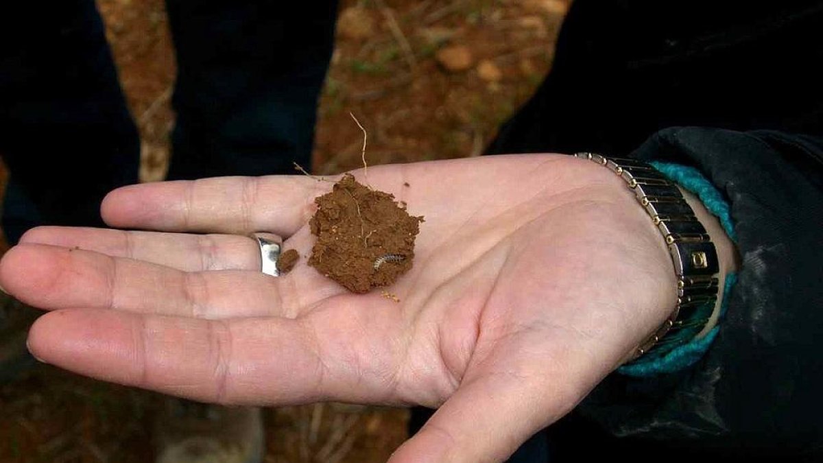 Los daños más importantes los producen las larvas, que se alimentan de las primeras hojas de la planta.-HDS