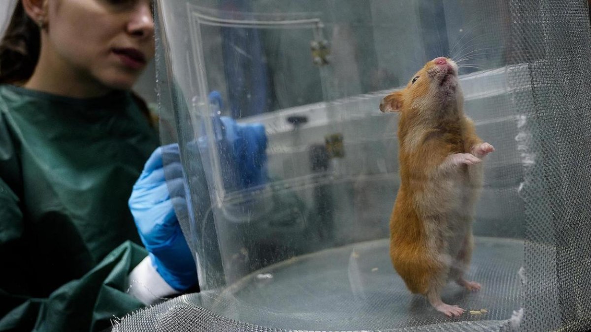 Una investigadora trabaja con el modelo animal que sirve para estudiar la epilepsia.-ENRIQUE CARRASCAL