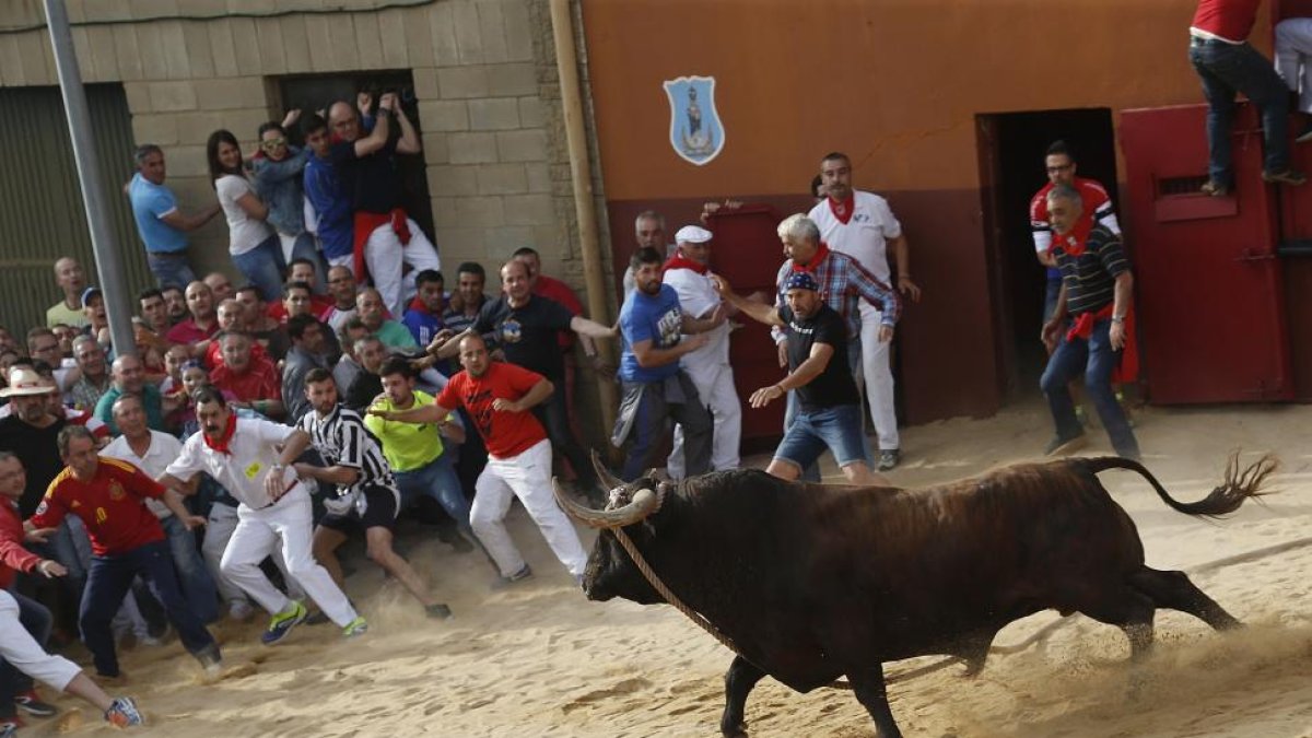 Salida del Toro enmaromado 2016, Pitarroso.-ICAL