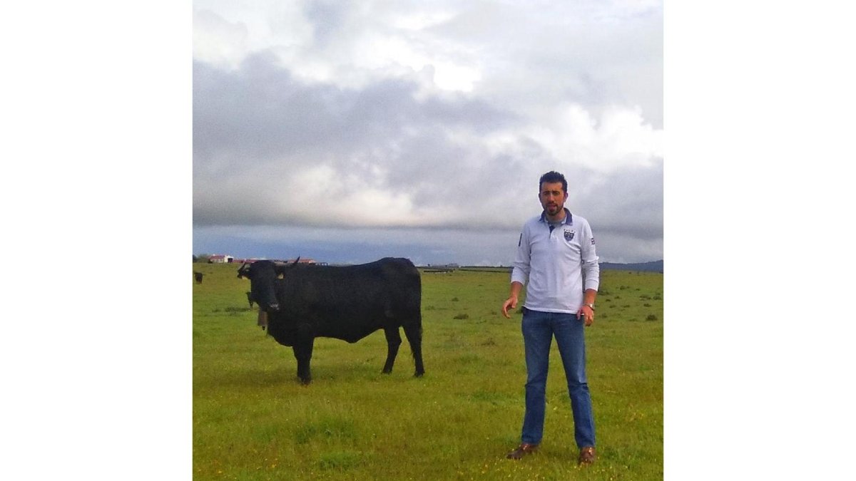 Las vacas avileñas de Raúl Chamorro pastan ahora en Trujillo (Cáceres).-E. M.