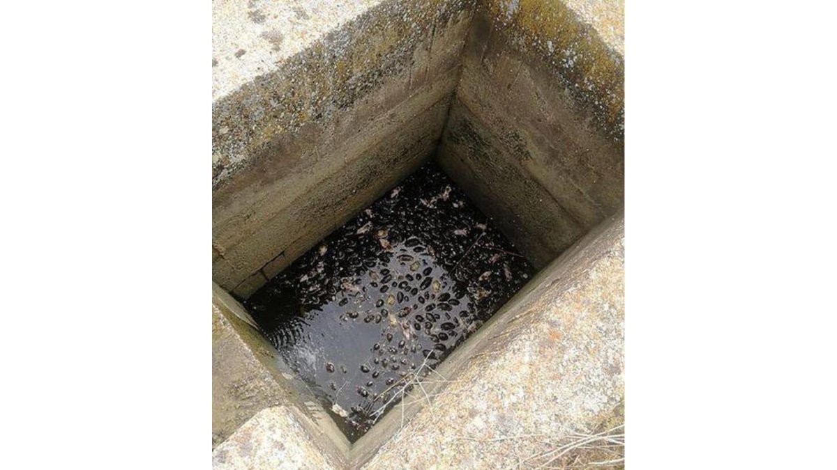 Acumulación de topillos en la zona de Campos (Palencia).-ASAJA