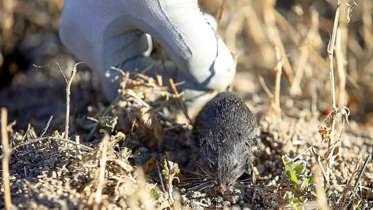 Ejemplar de topillo campesino en los campos abulenses de La Moraña.-ICAL
