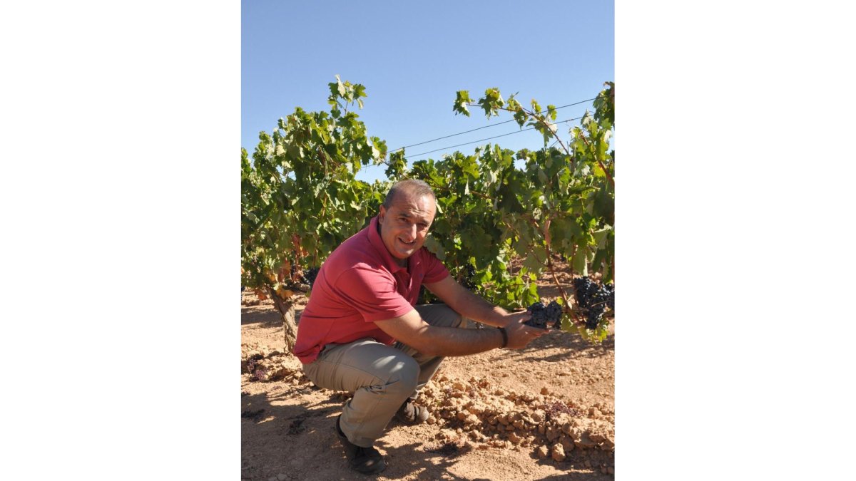El enólogo JulioSáenz comprueba esta semana la madurez de los racimos de la finca El Otero de Aster.-I.M.