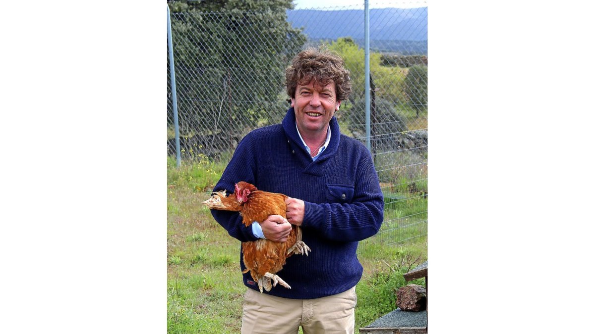 César Redondo posa con una de las gallinas que vive en los chalés de la Granja Redondo.-E. M.