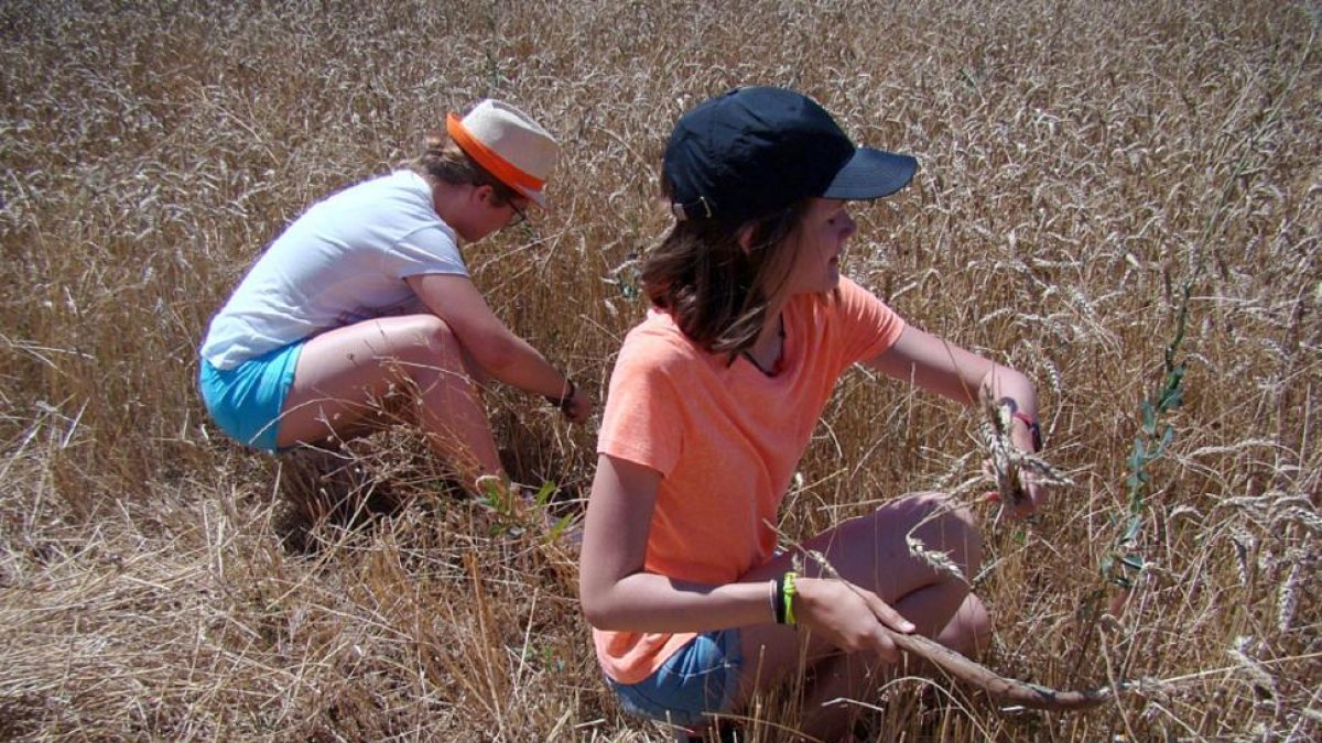 Estudiantes de Bachillerato de Valladolid cosechan trigo emulando a los agricultores prehistóricos dentro de un proyecto liderado por la UVa.-ICAL