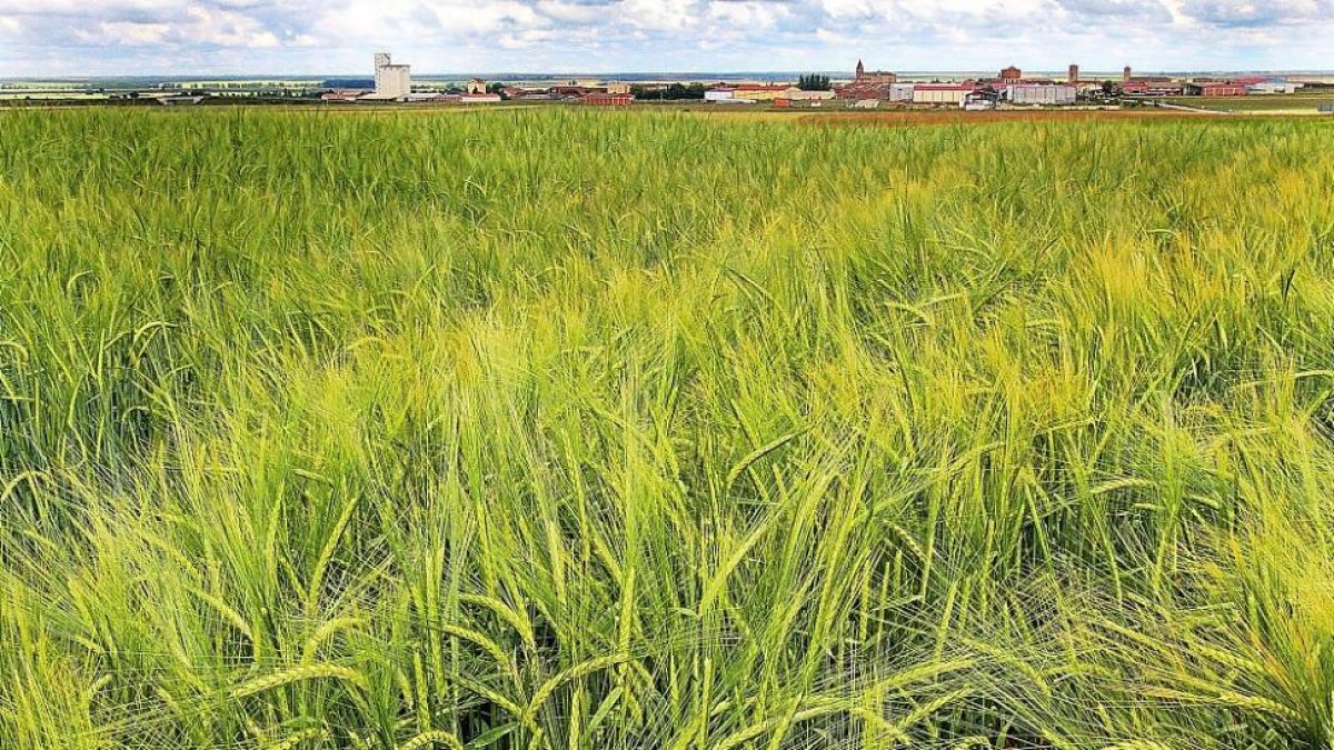 Campo de cebada en Paredes de nava (Palencia).-BRÁGIMO