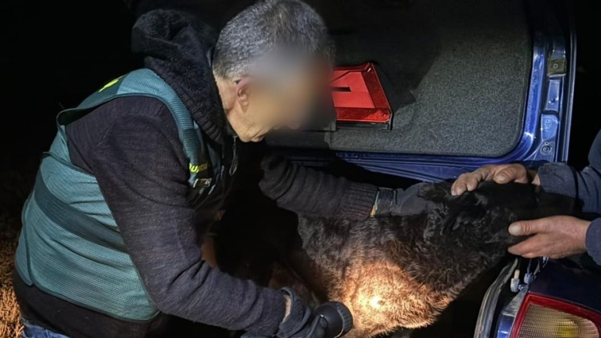 Momento en el que la Guardia Civil de Zamora identifica a uno de los perros que mataron a una joven. GUARDIA CIVIL DE ZAMORA