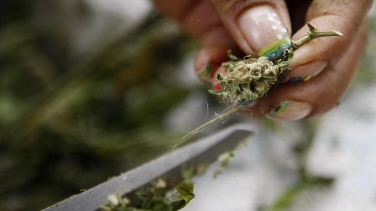Planta de marihuana.-EFE / CHRISTIAN ESCOBAR MORA