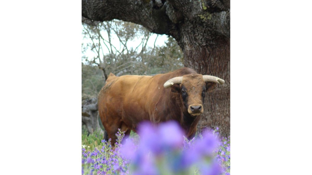 Toros en el campo. Dehesa. Imagen de archivo. | Pablo M. Gil