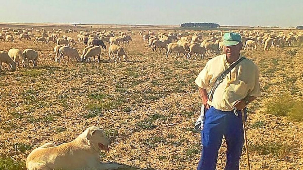 Valentín Nieto con su ganado en Madrigal de las Altas Torres.-E.M.