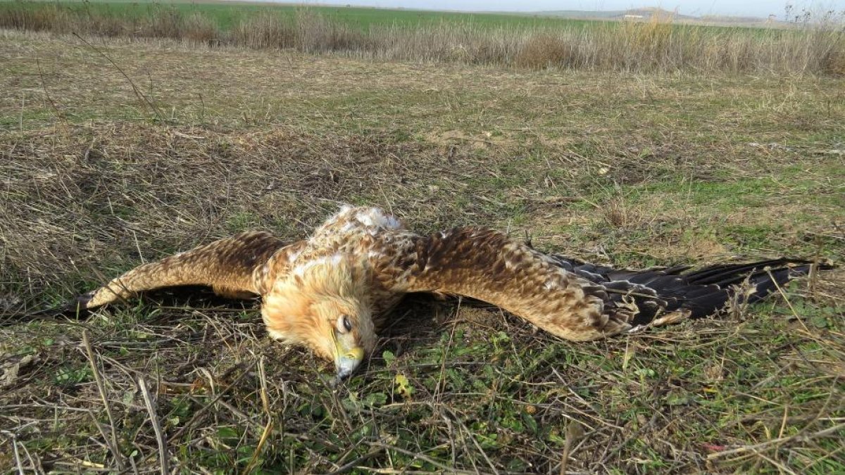 Aparece un águila imperial ibérica muerta en la zona sur de la provincia de Valladolid.-ICAL