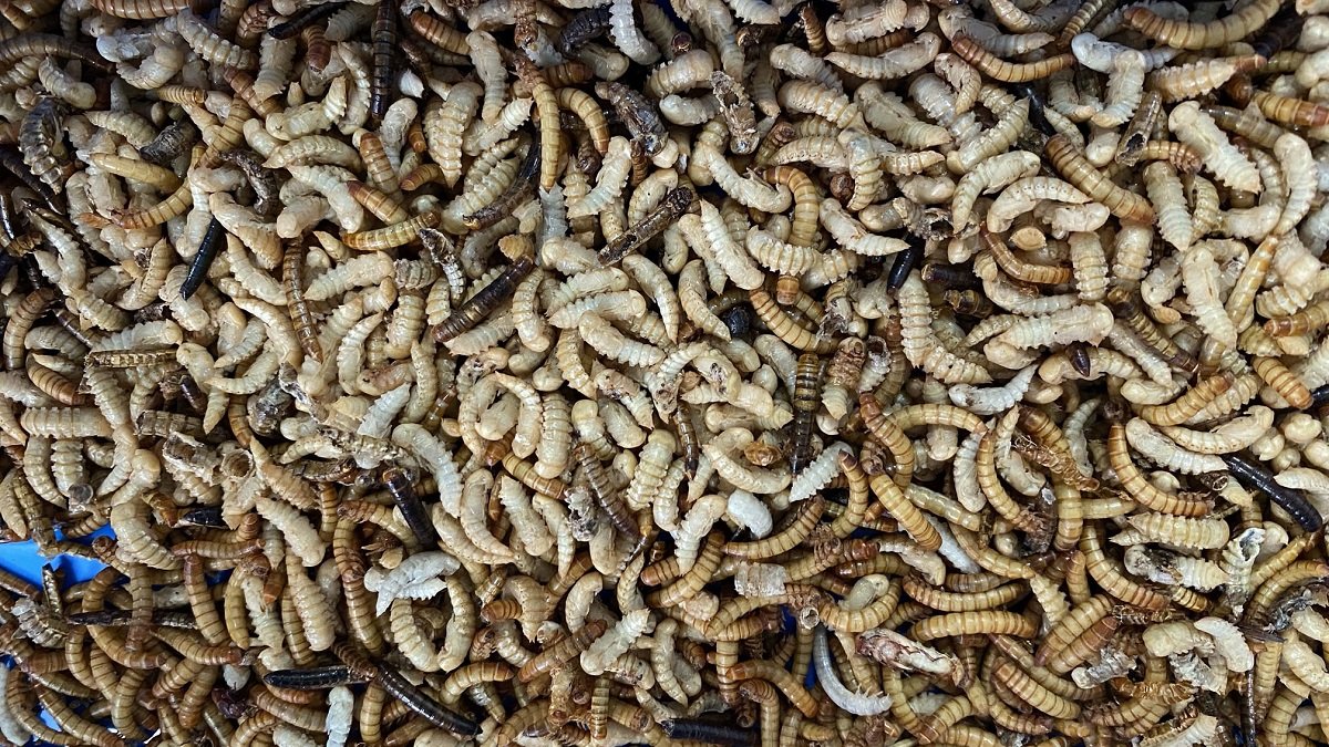 Granja de cría de tenebrios en Valladolid para alimentación animal y abono natural. -ICAL