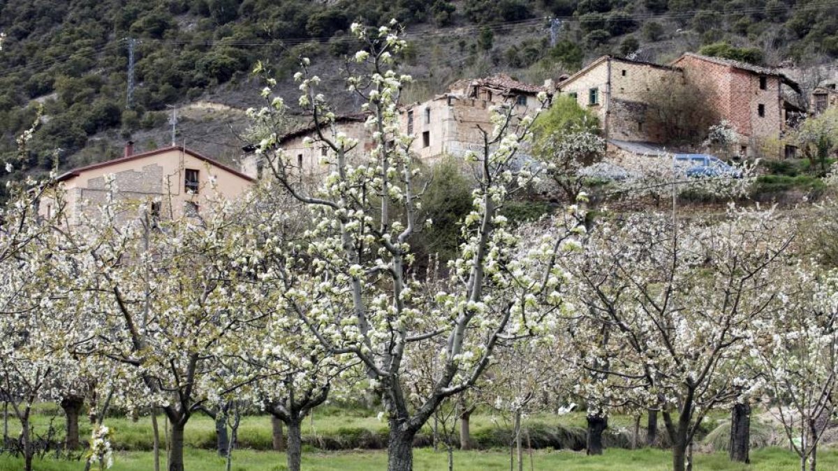 Valle de las Caderechas, situado en la provincia de Burgos, que alberga miles de cerezos-Ical