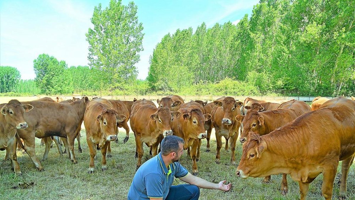 David Olalla, ganadero de Salas de los Infantes, cuenta con 300 vacas repartidas por la Sierra de la Demanda.-J.A.S.