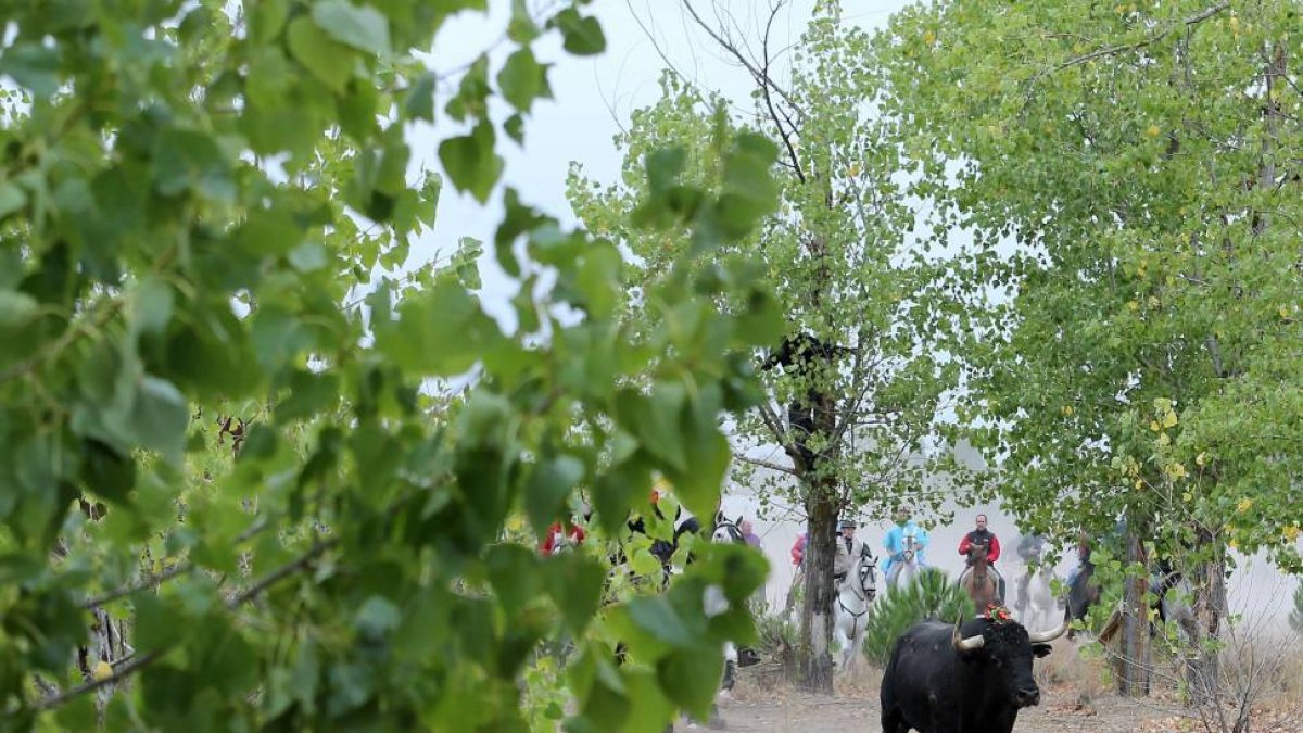 Toro de la Vega 2015-Antonio Heredia