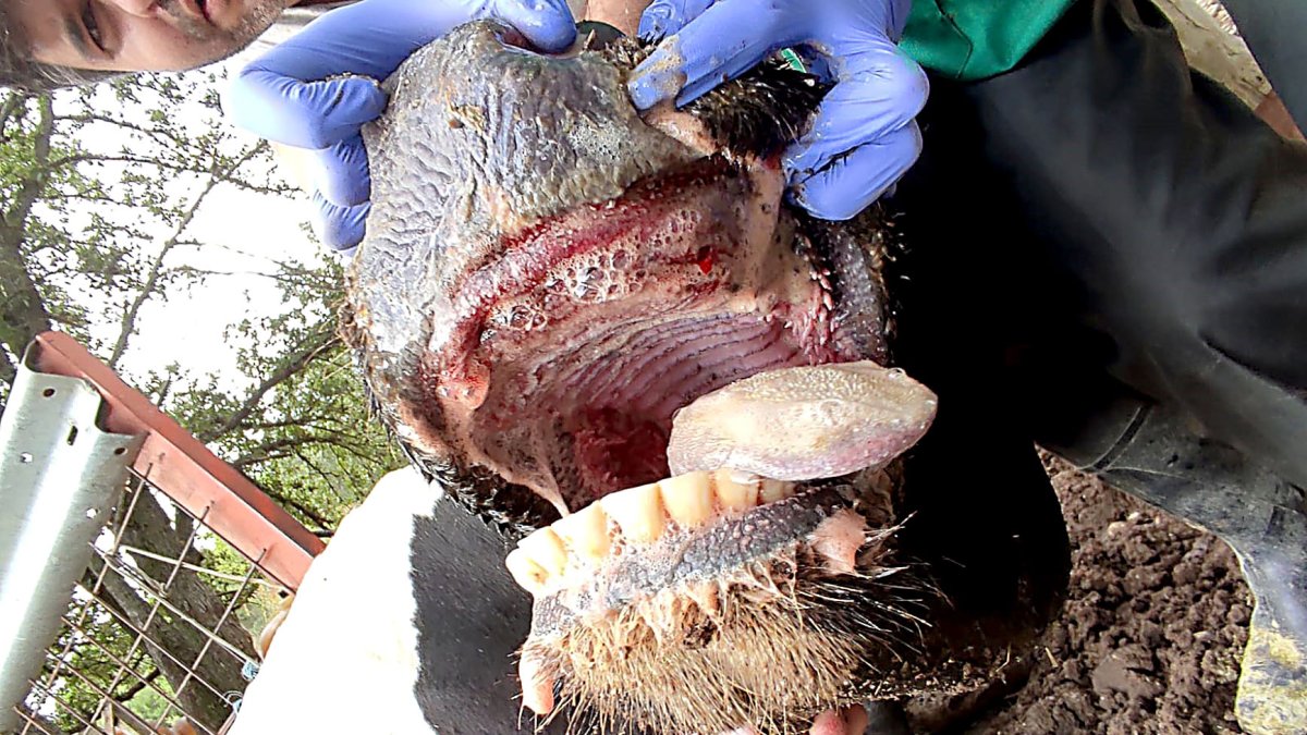 Vaca afectada por la Enfermedad Hemorrágica Epizoótica. UNIÓN DE UNIONES