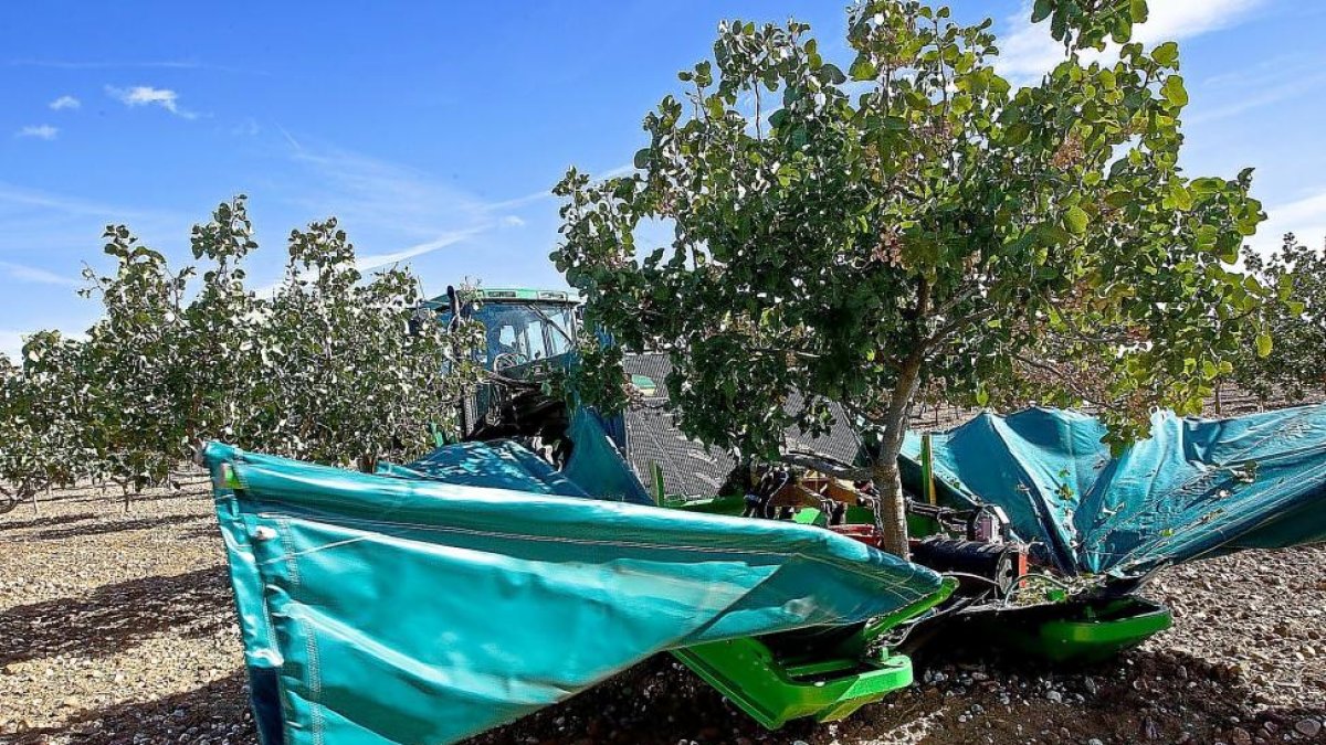 Recogida de pistachos en la finca de Félix Talegón en Tagarabuena (Zamora).-ICAL