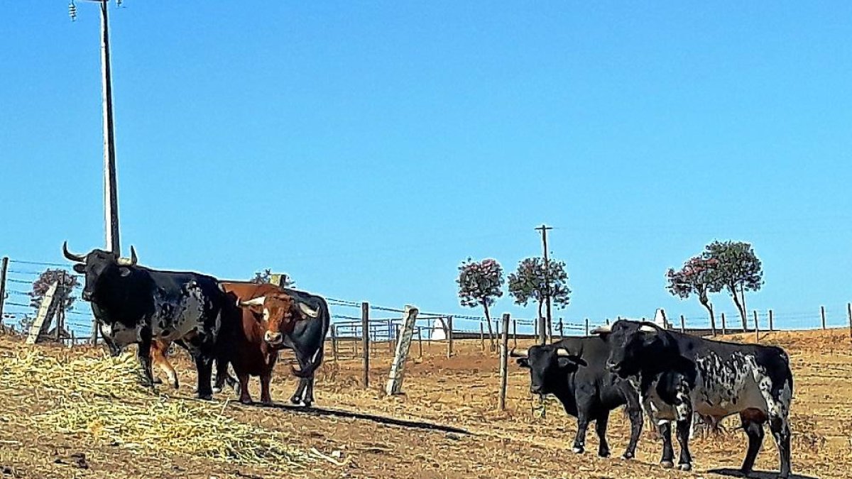 Las reses lusitanas de Condessa de Sobral esperando para su participación en el encierro de Cuéllar.-CÉSAR MATA.