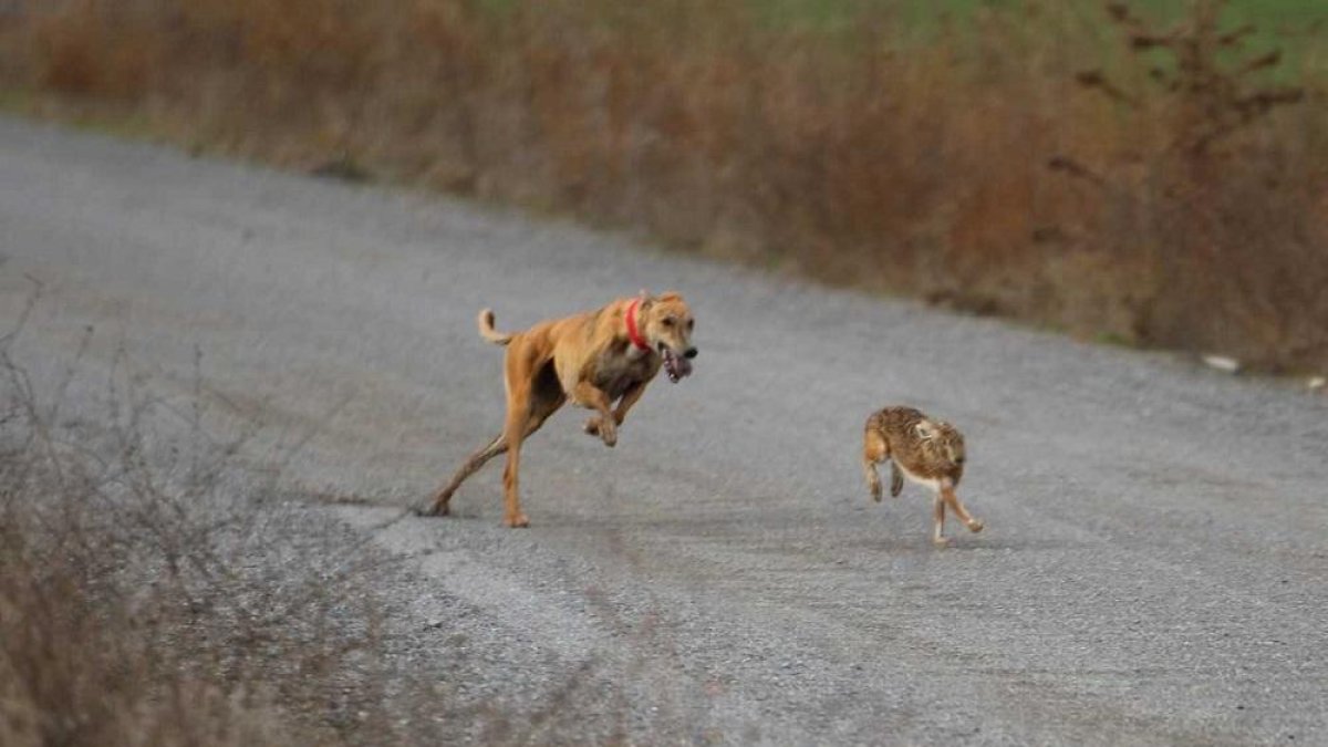 La galga vallisoletana Pelaya de Safesa corre tras la liebre.-L. FUENTE