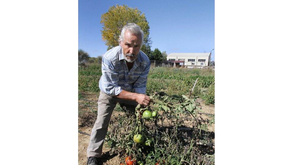 Un agricultor sostiene entre sus manos una mata de tomates ecológicos.-ICAL