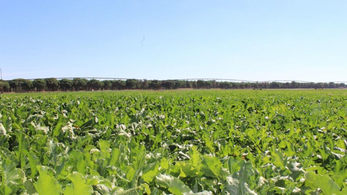 Pivots de riego al fondo en un campo de remolacha de Castilla y León.-EL MUNDO