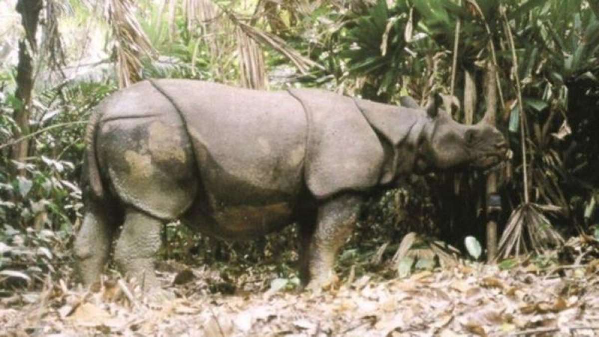 Un rinoceronte de Java.-WWF