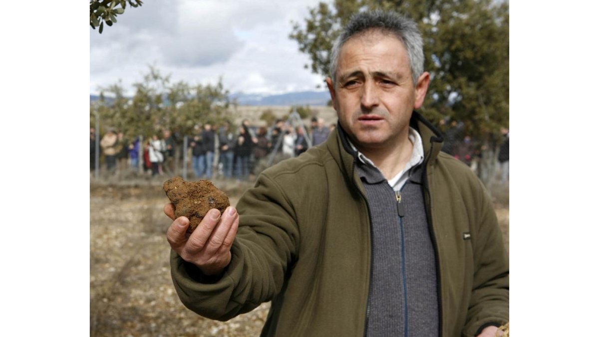 Ejemplar de trufa negra recogida en una finca de la localidad soriana de Abejar.-ICAL