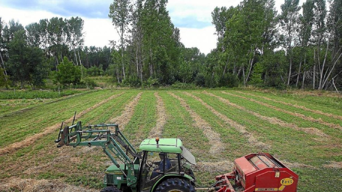 Un agricultor realiza trabajaos de empacado de hierba en una finca de Ponferrada (León)-El Mundo